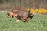 BRIARD 139